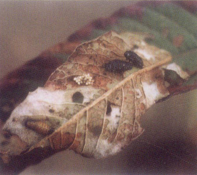 图1211 蓼蓝齿胫叶甲幼虫 (左上)及危害巴天酸模叶片状